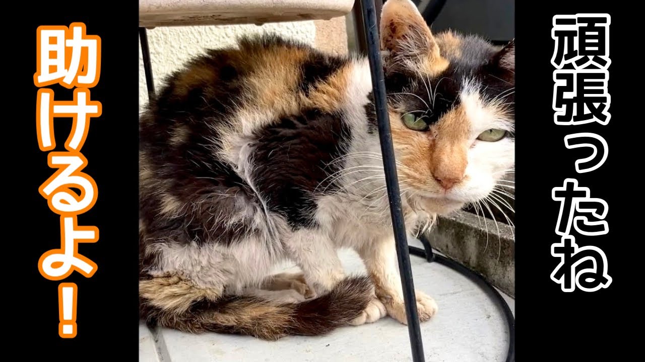 【保護猫】成猫なのに体重2キロのドロドロでガリガリの三毛猫がふわふわの幸せをつかむ！新しい家族へ…