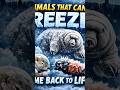 Animals that can freeze and come back to life #animals #animalbiology #animalphysiology #labanimals
