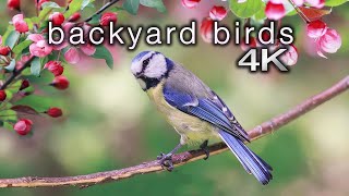 Backyard Birds (4K) 2 Hour Ambient Nature Film with Real Bird Sounds - Washington State