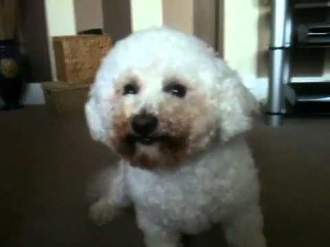 bichon frise smile