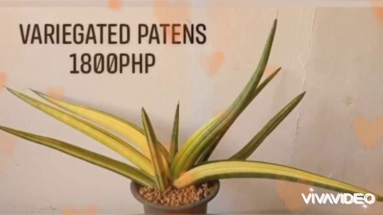 Any kind snake plant ,expensive price can’t afford this! YouTube