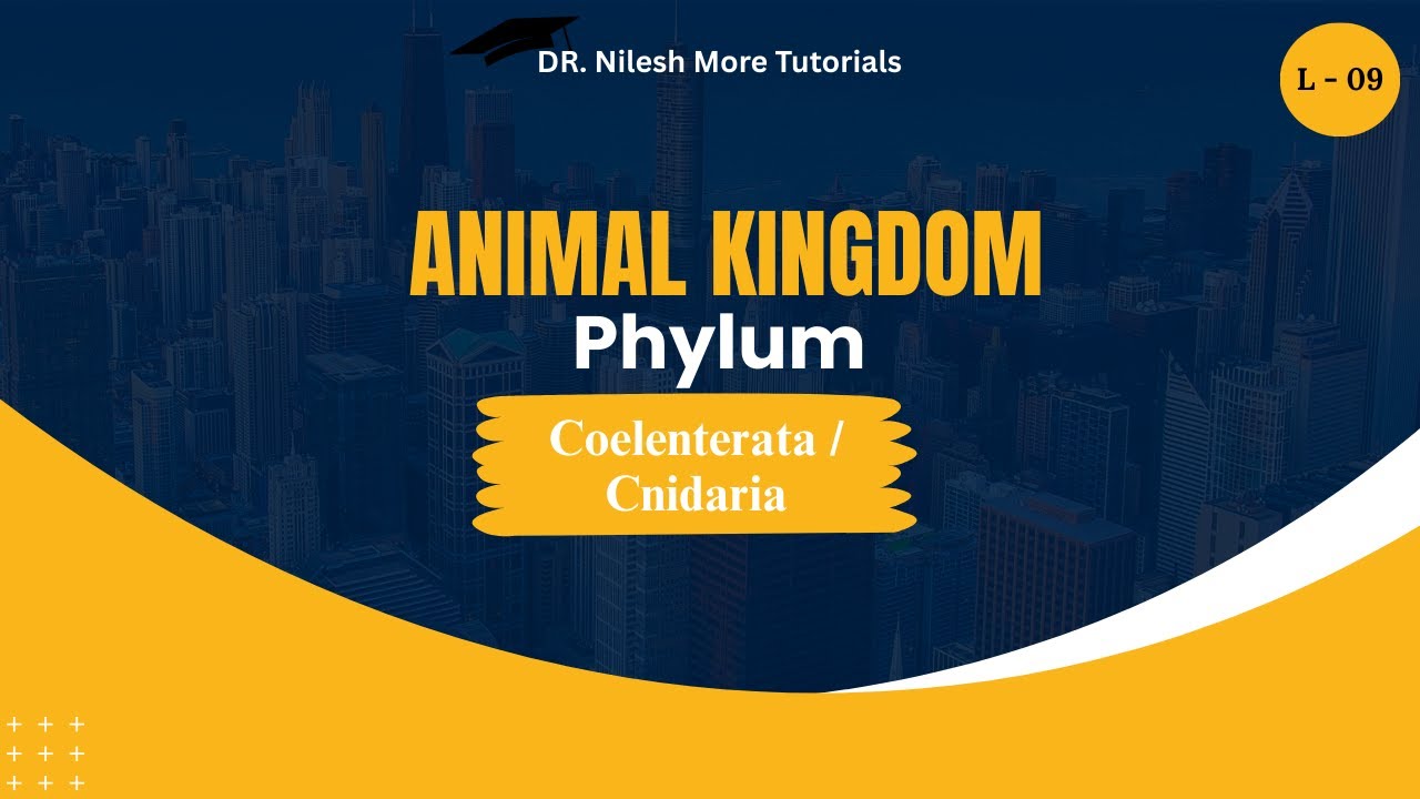 Animal Kingdom | Phylum | Cnidaria | Lecture 09 - YouTube