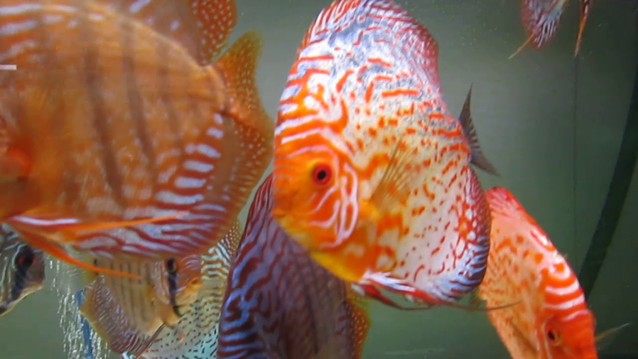 Discus Youtube DISCUS - YouTube