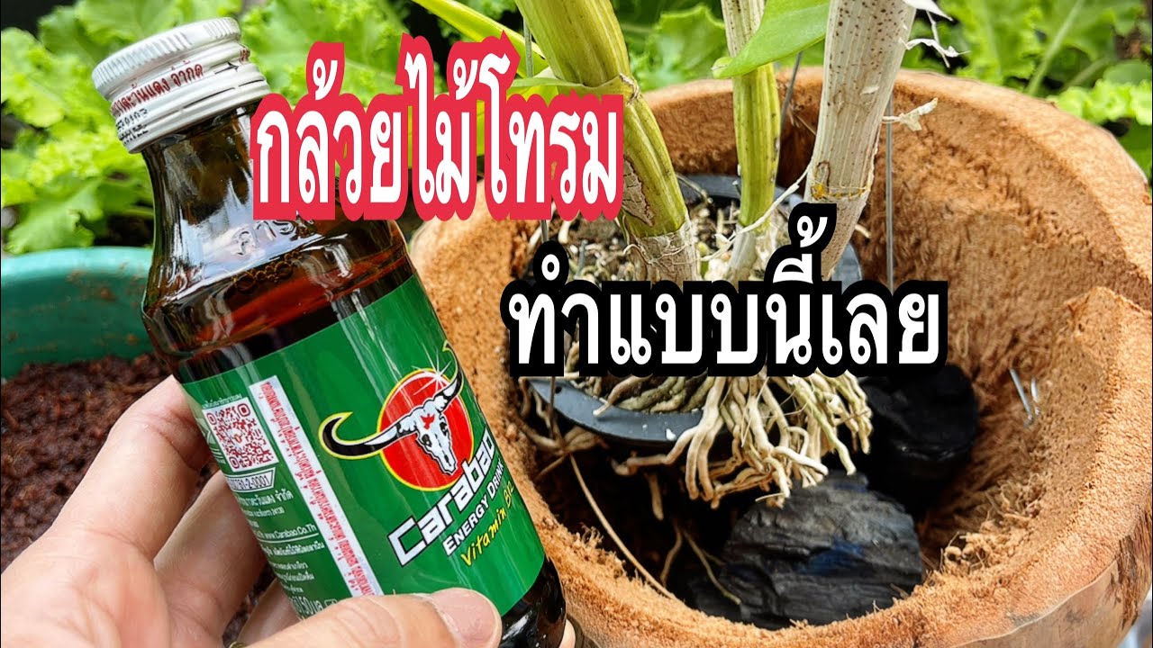 1ช้อน1ขวด!!!ปุ๋ยกล้วยไม้บำรุงปลูกกล้วยไม้ #เร่งดอกดกสีสวย แก้กล้วยไม้เหลืองโทรมออกดอก100%แม่ก้อยพาทำ