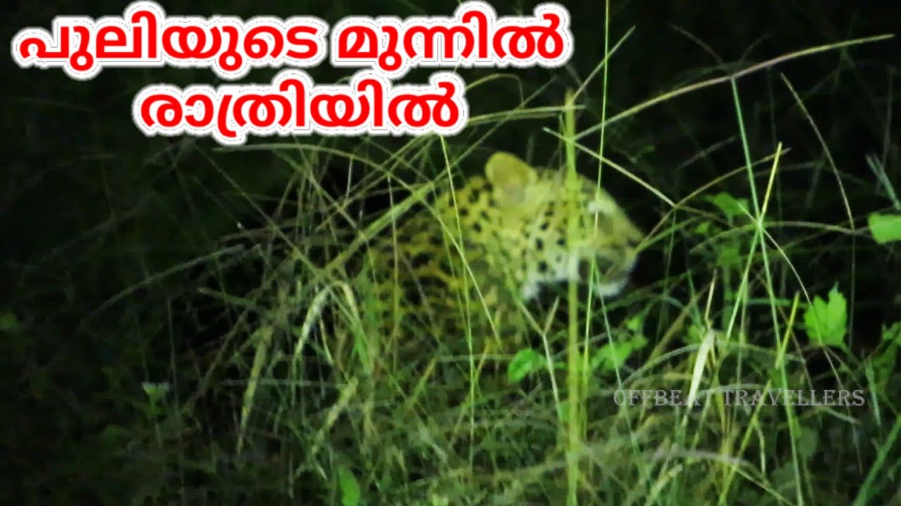 പുലിയുടെ മുന്നിൽ രാത്രിയിൽ |പറമ്പിക്കുളത്ത് ടെൻ്റിൽ ഒരു രാത്രി Parambikulam Tiger Reserve