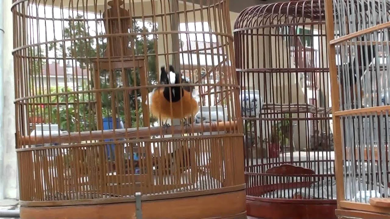 Murai Batu Kepala Putih Chai