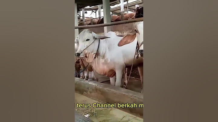 Deretan sapi PO bakalan super #sapijumbongamuk #cow #sapisuperjumbo #sapi #sapisimentaljumbo