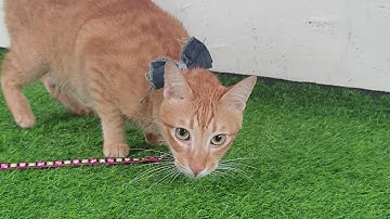 Artificial grass for my cats| Grass for the balcony#cats