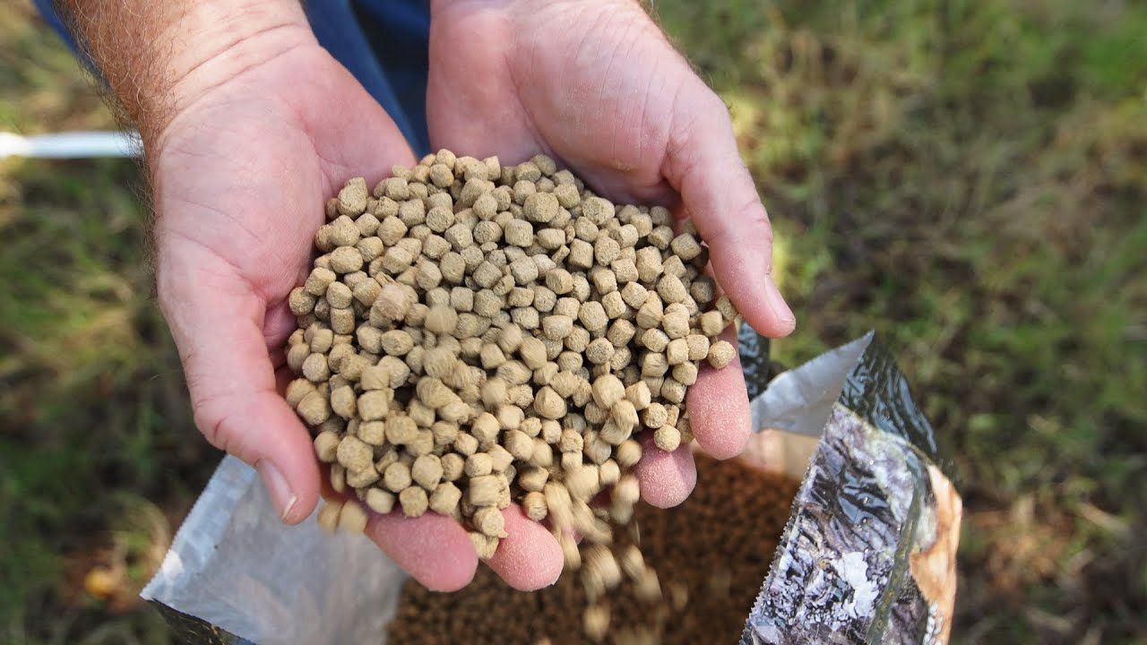 The Ultimate Benefits of Record Rack's Golden Deer Nuggets YouTube