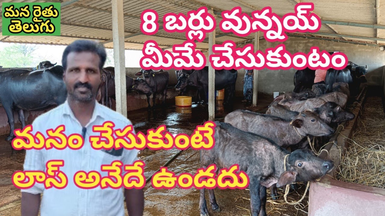 మనం చేసుకుంటే లాస్ అనేది ఉండదు 8బర్లు వున్నాయ్ మీమే చేసుకుంటం | buffaloes డైరీఫామ్ | మన రైతు తెలుగు