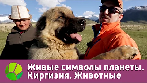 Живые символы планеты. Киргизия. Животные | Живая Планета
