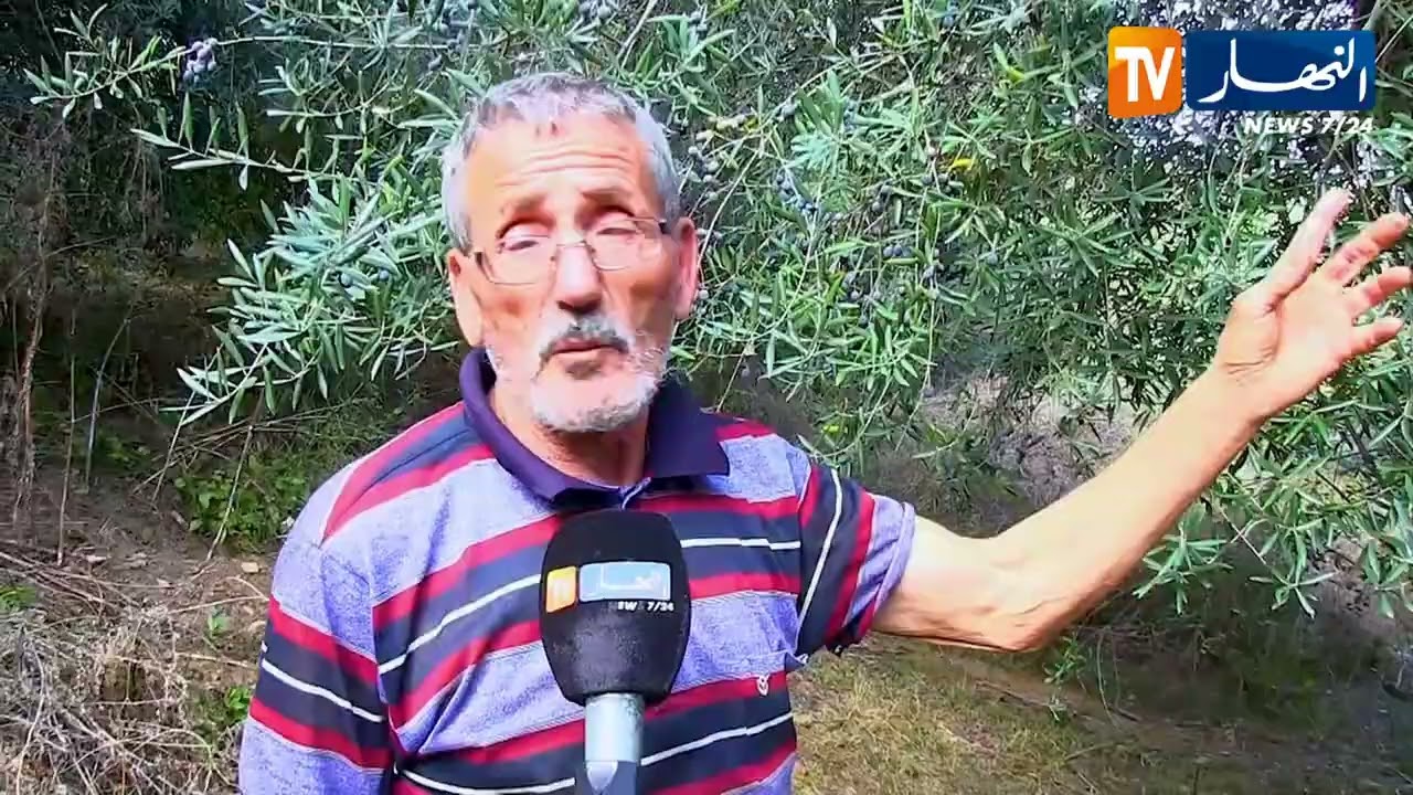 جيجل : إنطلاق موسم جني محصول الزيتون  بين قلة الأمطار والأمل في موسم الوفرة