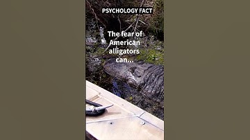 The FEAR of American Alligators can do THIS!!! 👀#shorts #shortsvideo #motivation #psychology