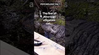 The FEAR of American Alligators can do THIS!!! 👀#shorts #shortsvideo #motivation #psychology