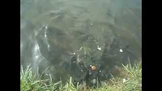 Lets Feed The Fishes Balıkları Besleyelim