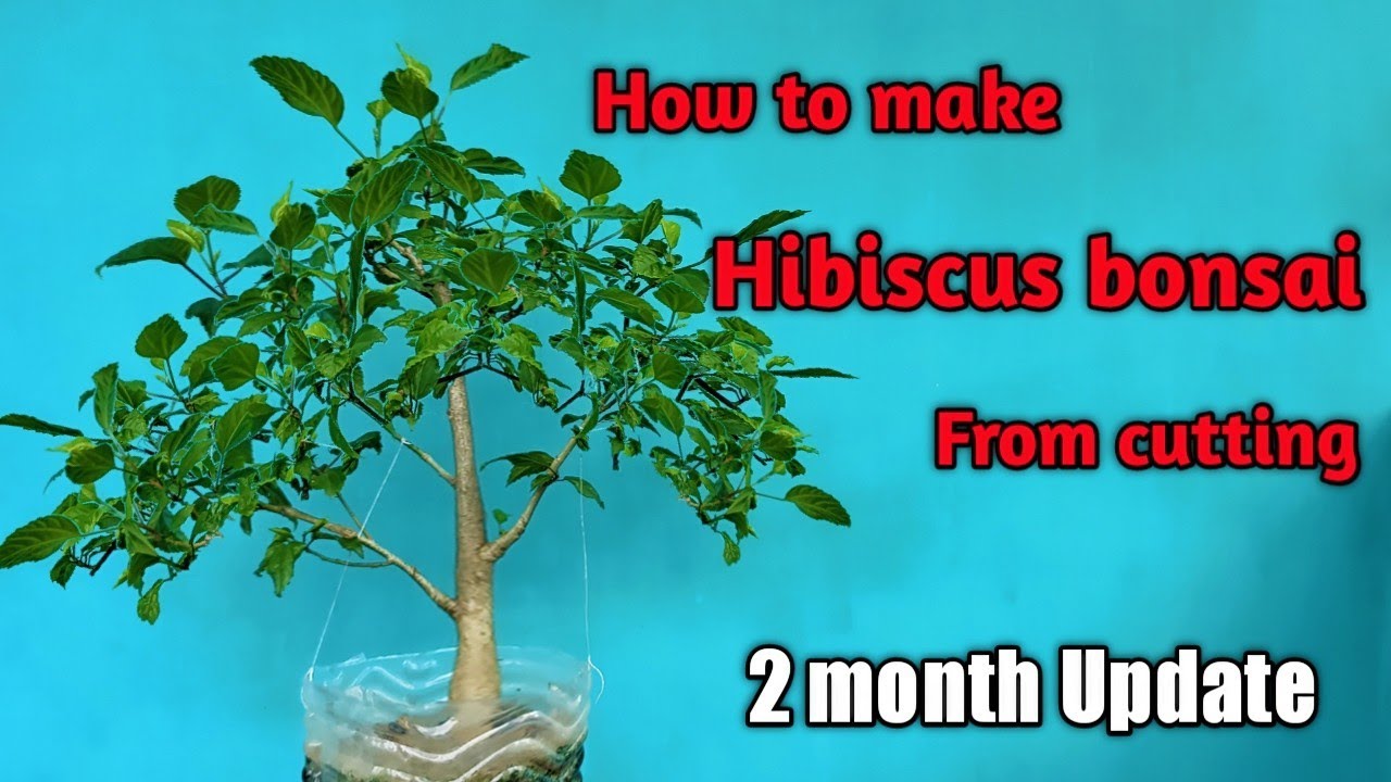 How to make hibiscus bonsai from cutting YouTube