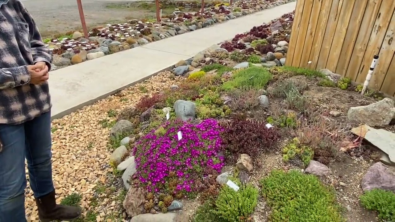 More Gorgeous Cold Hardy Succulents at Mountain Crest Gardens!