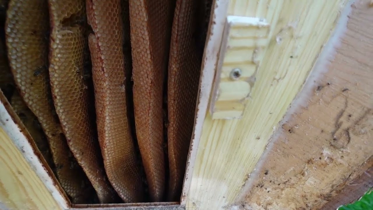 Imkern im Baumstamm – geht das? Jetzt ist es das 3. Jahr. Werden sie es schaffen?