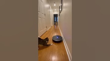 “Robot Takes Over the Hallway 😹” #cat #kitten #dog #funny #cute #cats #animals #shortsvideo #dogs