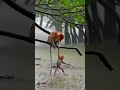 Heart-Stopping Rescue: Baby Monkey Hangs Over Crocodile-Infested Water! 😱🐒 #animals #shorts #monkey