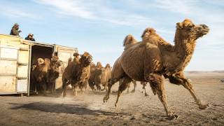 Mongolia Released 24 Wild Camels into a Dying Desert — 12 Years Later, What Happened Amazed Experts