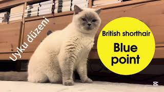 British Shorthair Blue Point