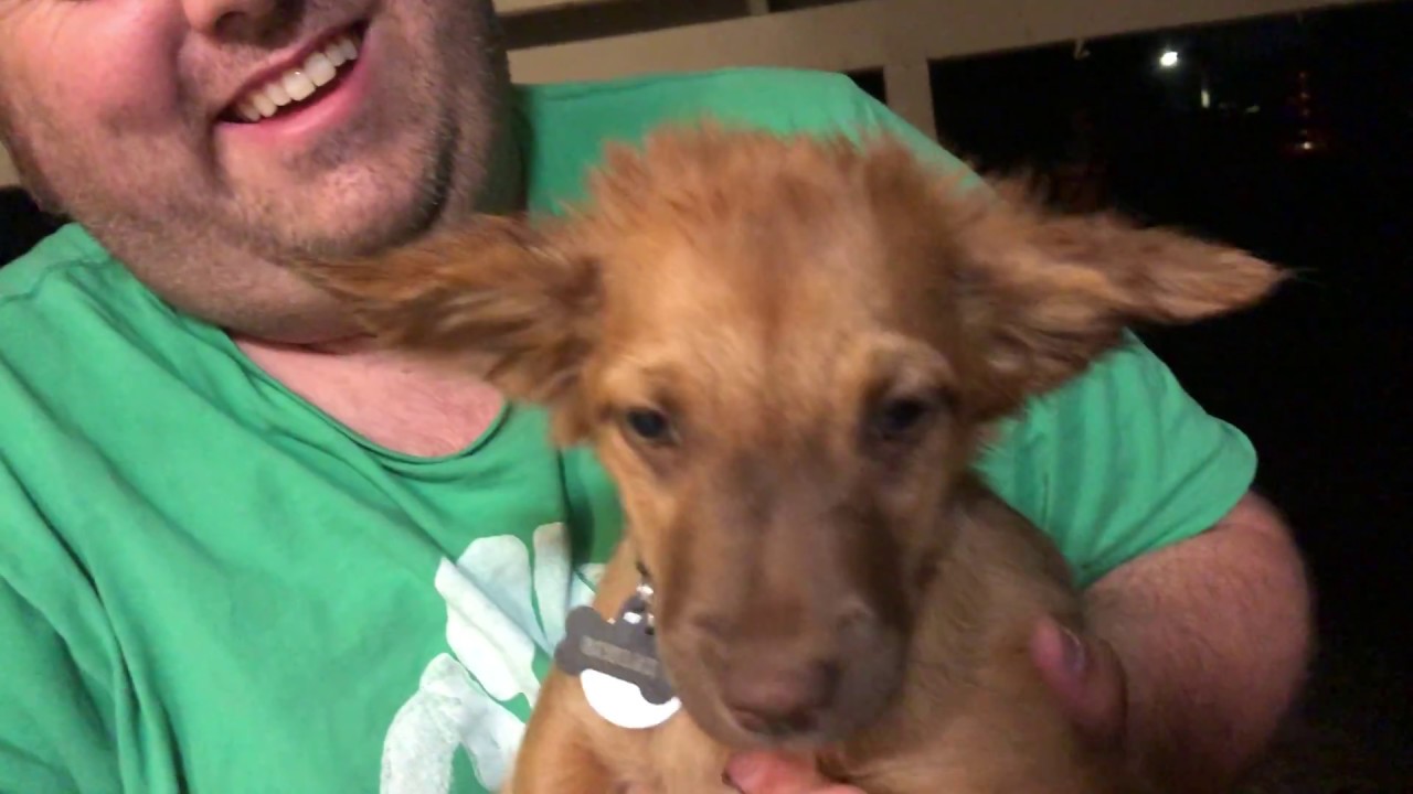 Has Master given Ginger a sock?