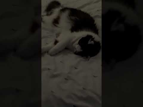Lucky loves my bed.. #shorts #fypage #trendingshorts