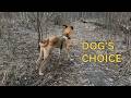 CHOICES &amp; DECISION–MAKING IN DOGS | LEARN TO OBSERVE
