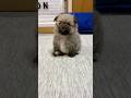 ポメラニアンの赤ちゃん #dog #pomeranian