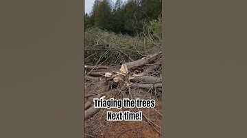#tree #triage #vlog #2024 #outdoors #cedar #tree #farming #house #plan #sliceoflife #work