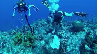 Diver Down
