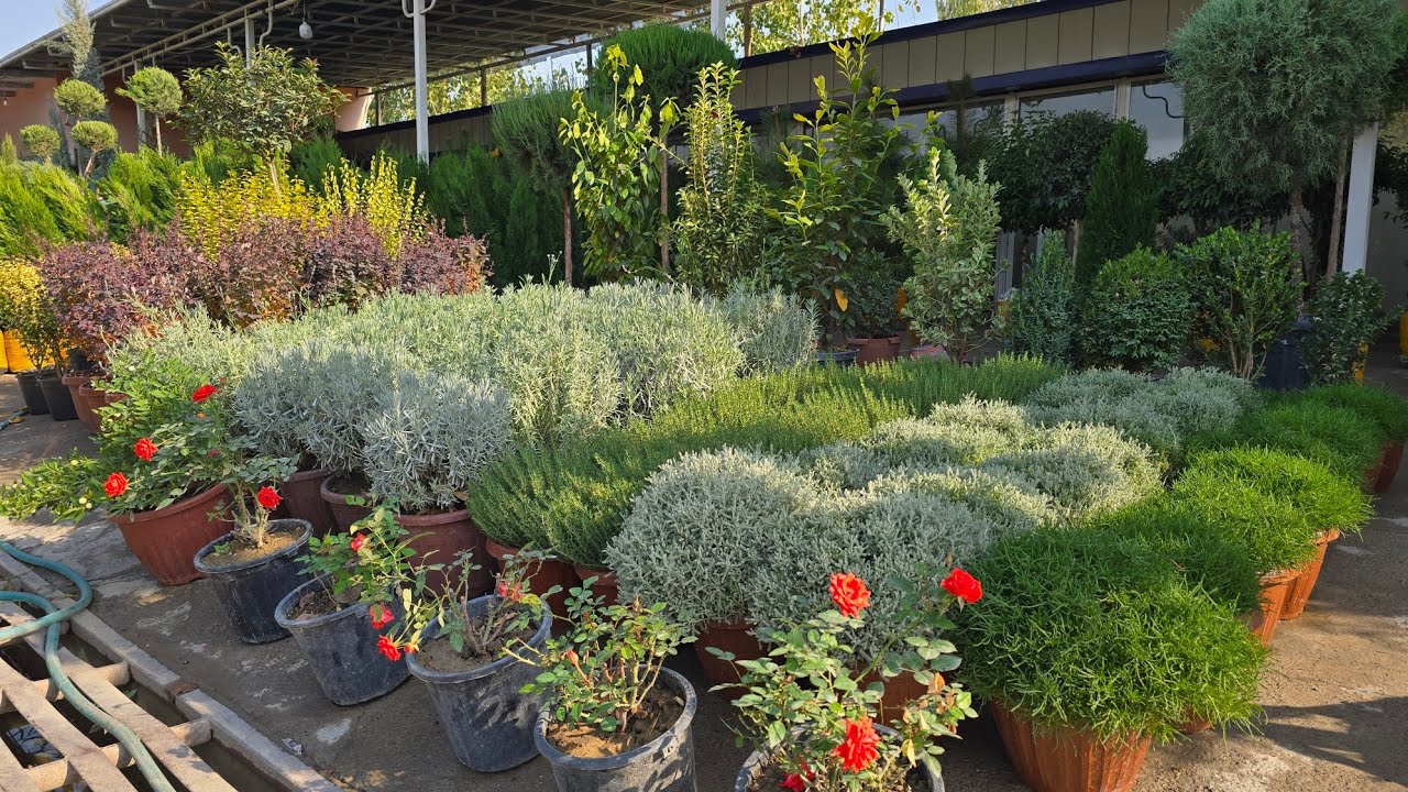 DEKARATIVNIY DARAXT VA GULLAR NARXLARI 2025 YIL