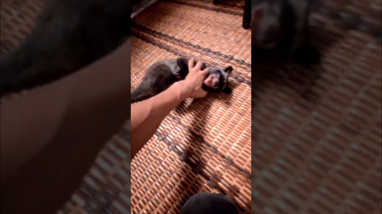 Civet loves to wrestle