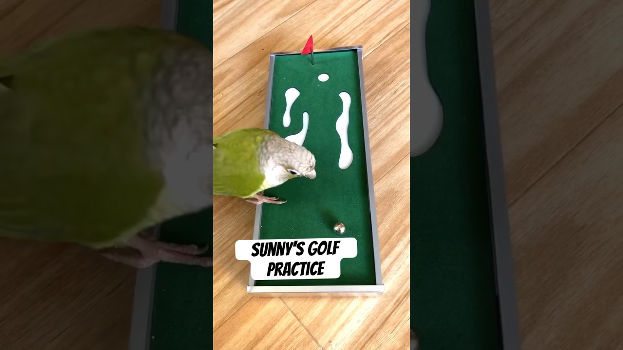 CUTE CONURE PARROT GOLF PRACTICE ⛳️🐦