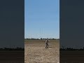 chopping down bigger longer distance in casting techniques video shorts