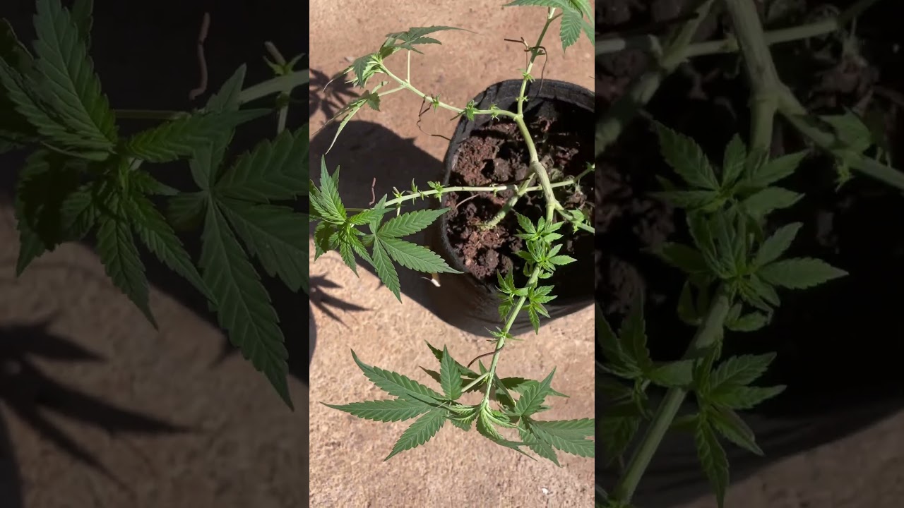 comparando Poda Top x Poda Fim. Veja o crescimento das plantas!