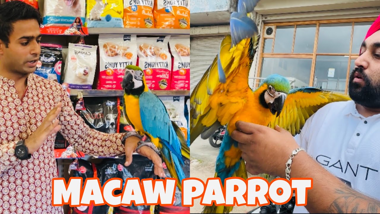 Macaw parrot 🦜dekha pahli baar |      