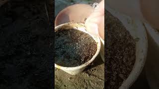 Grow Niazbo Basil From Seeds