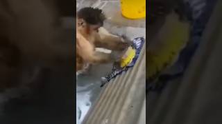 crazy monkey #hanuman #hanumanji #hanumanstatus @VDS monkey222 #shortviral#viralaction #realmonkey