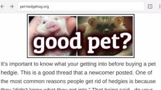 Top Delaware Hedgehog Breeders - For Sale and Buying