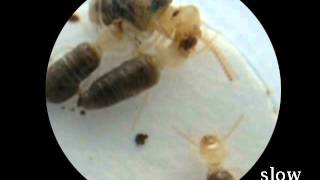 Termitas Explotan Para Defenderse