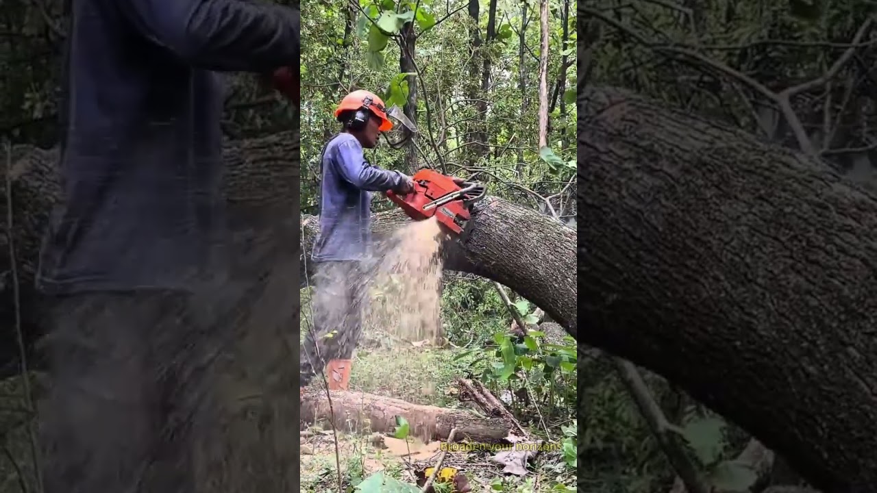 Handheld electric saw wood sawing process #Chainsaw