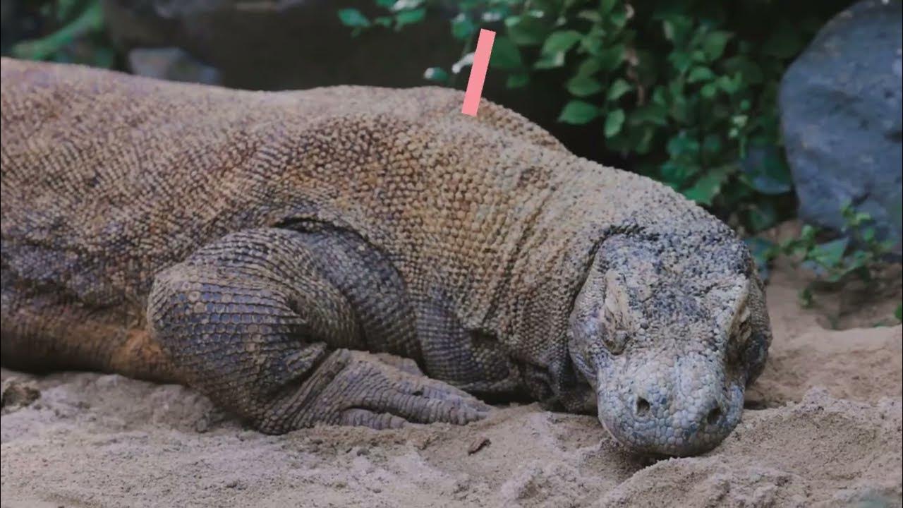 🐉☠️The Enormous Komodo Dragon is a Dangerous Predator.| How Powerful