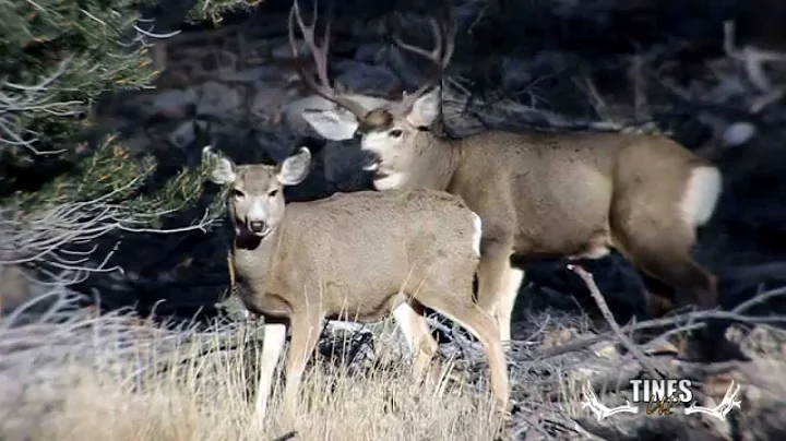 Tines Up Tuesday Episode 50 - Big Rutting Muley's