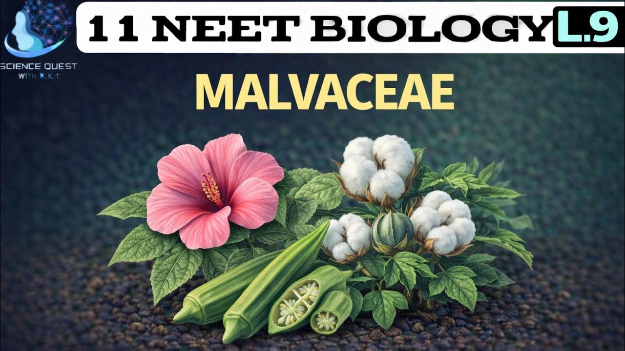 Family Malvaceae - Morphology Of Flowering Plants | Class11Biology |Chapter-5 | NEET/CBSE/NCERT
