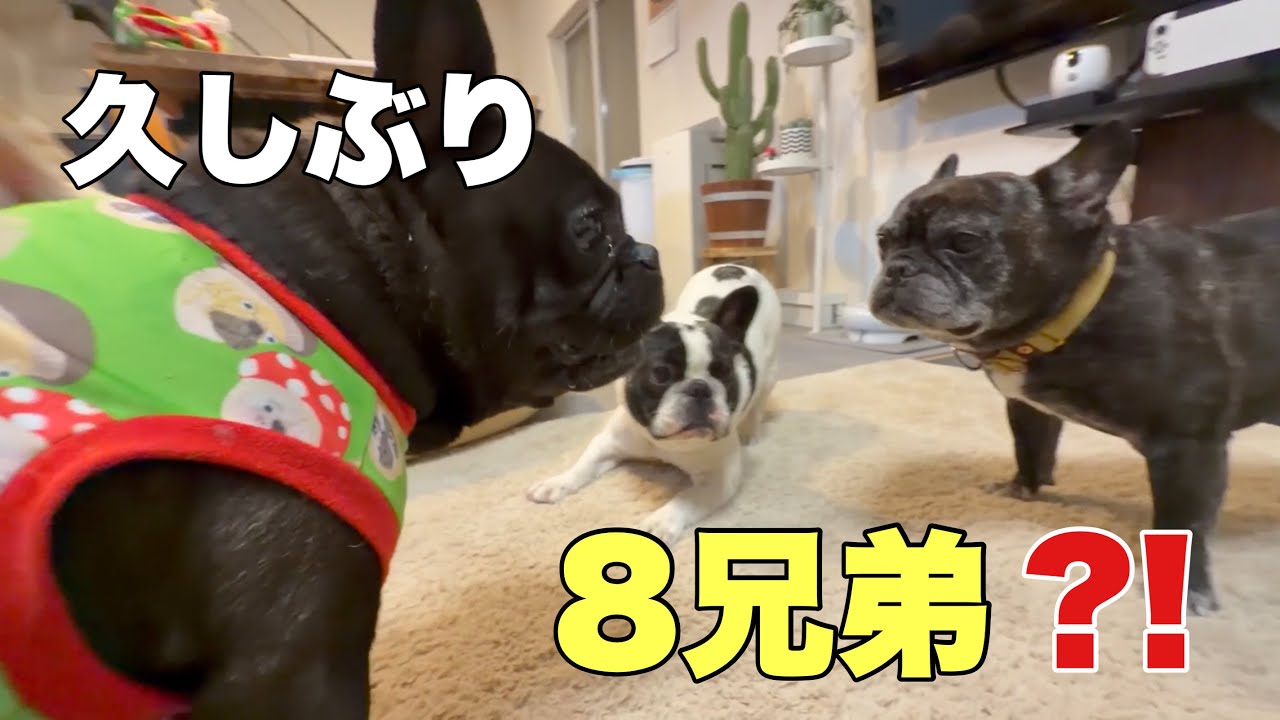 都会のひとりっ子犬が田舎の7兄弟家に泊まりにきたら⁈ - YouTube