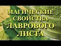 Лавровый Лист.Магические Свойства Лаврового Листа-Исполняет Желания,Приносит Удачу,Здоровье, Любовь!