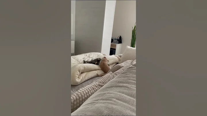 Video 5217811: mainecooncat mainecoonlovers mainecoons cat, mainecooncat mainecoonkitten mainecoonlovers, mainecooncat catlover mainecoonlovers, mainecoon cutecat catlover