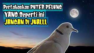 PERTAHANKAN Jika ANDA Dapat Puter PELUNG Yang SEPERTI ini, JANGAN DI JUAL